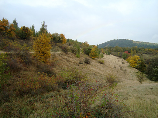 Halden im Harz