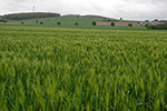 Wintergerste auf dem Feld „Im Bruch“ in Holtensen im Mai 2021