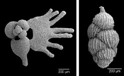 Globigerinoides fistulosus (planktonische Foraminifere) und Uvigerina peregrina (benthische Foraminifere) aus dem SW-Pazifik