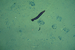 Fotoaufnahme vom Meeresboden aus 4.300 m Wassertiefe mit einer Seegurke (ca. 50 cm lang), mehreren Schlangensternen und Manganknollen 